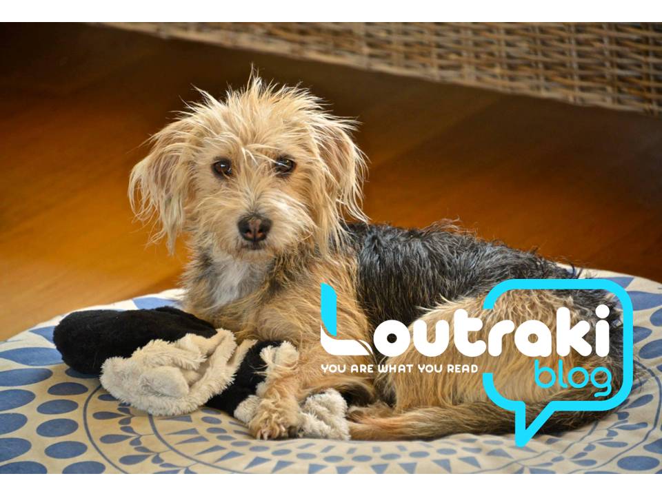 Φρίκη στο Λουτράκι: Τσοπανόσκυλα σκότωσαν σκυλίτσα μπροστά στα έντρομα μάτια του ιδιοκτήτη της!