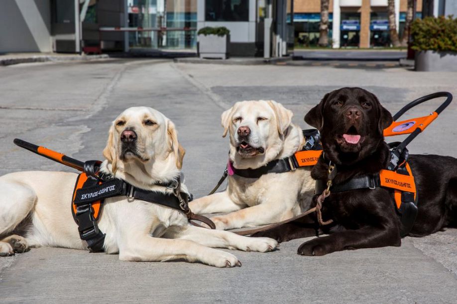 Σκύλοι – οδηγοί τυφλών στη Δημητσάνα
