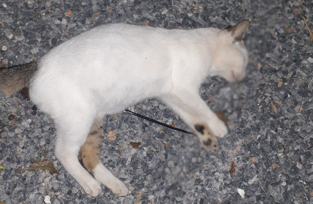 Απίστευτη κτηνωδία στο Τολό – Εικόνες ντροπής με γατούλες να ψυχορραγούν από φόλες