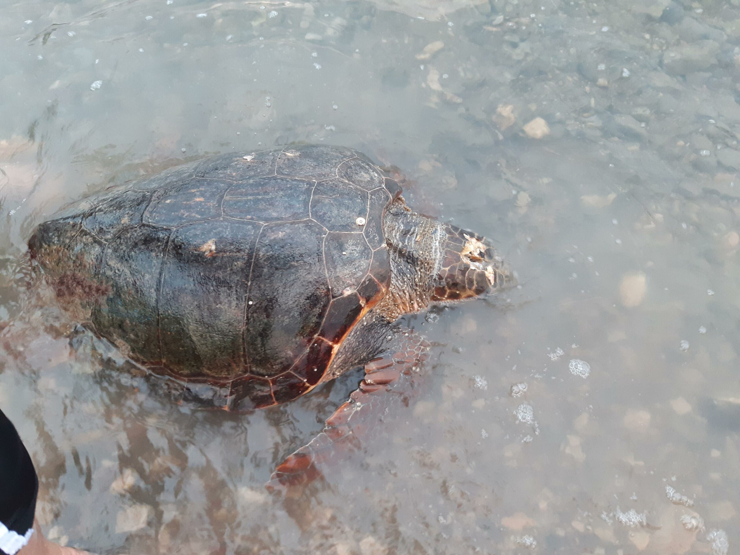 Θαλάσσια χελώνα στο Βιβάρι