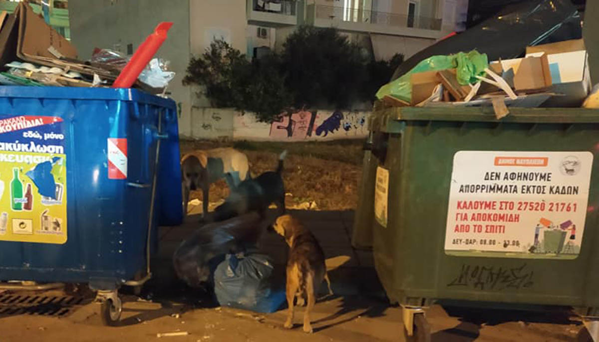 Ναύπλιο: Τρεις εγκυμονούσες σκυλίτσες ψάχνουν φαγητό στα σκουπίδια