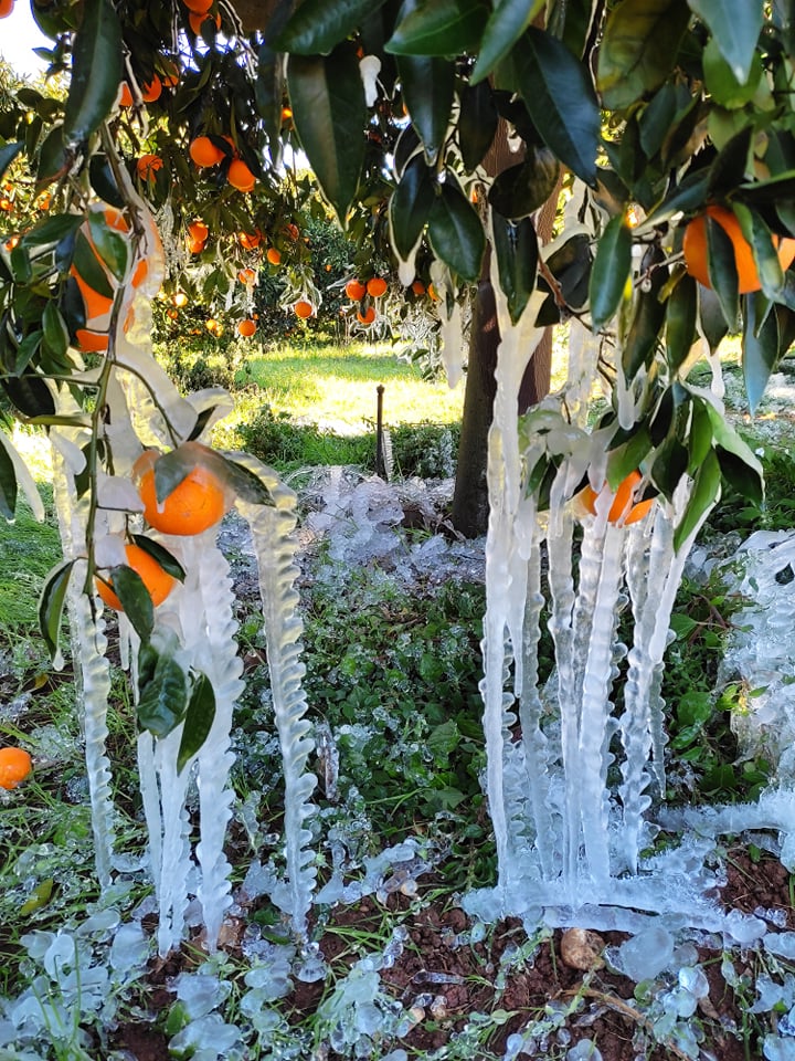 Παγετός πορτοκαλιές Αργολίδα σταλακτίτες (12)