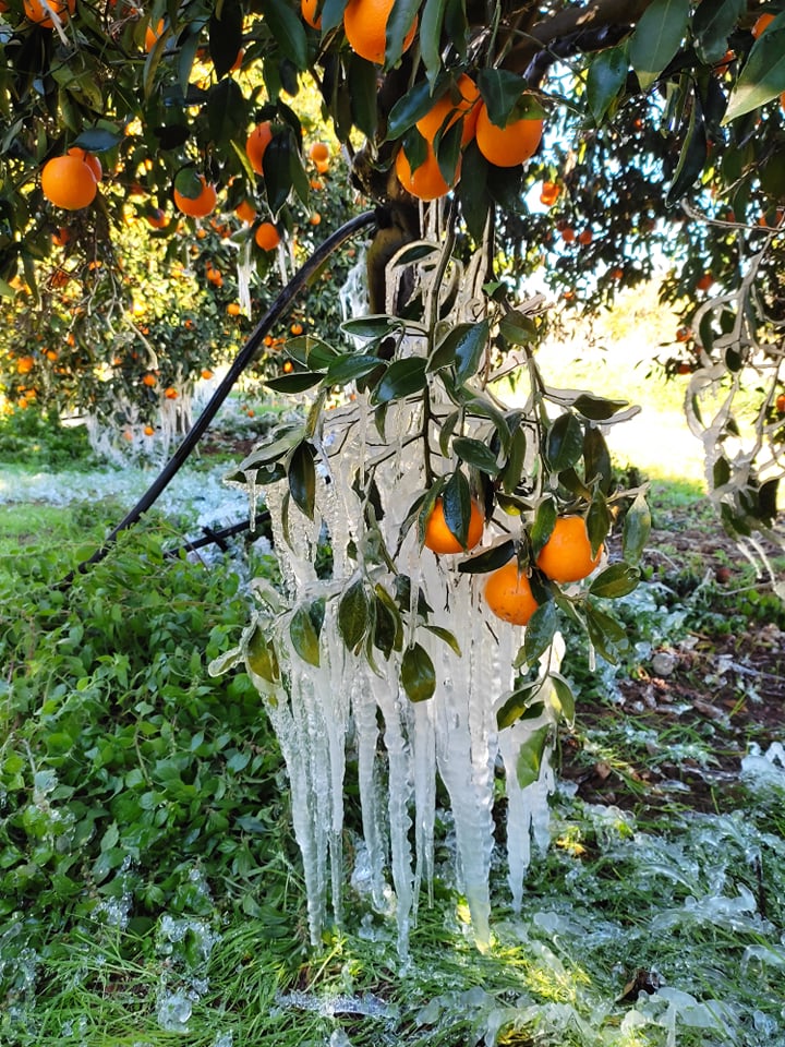 Παγετός πορτοκαλιές Αργολίδα σταλακτίτες (4)