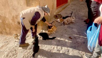 Γάτες στο κάστρο της Μονεμβασιάς