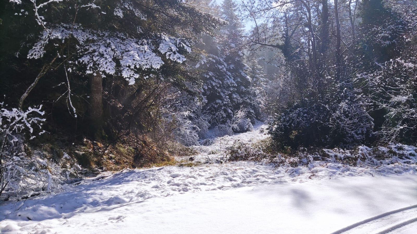 Αρκαδία Λιμποβίσι Πιάνα Ελάτη χιόνια (3)