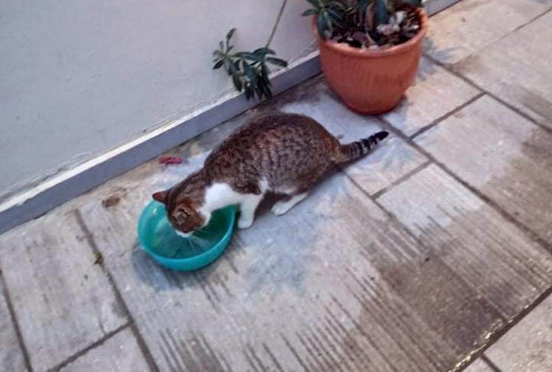 Ναύπλιο: Στο κυνήγι για ένα τραυματισμένο γατάκι