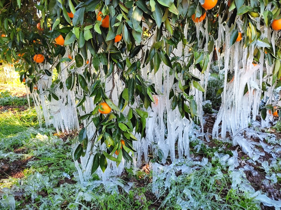 Παγετός πορτοκαλιές Αργολίδα σταλακτίτες (1)