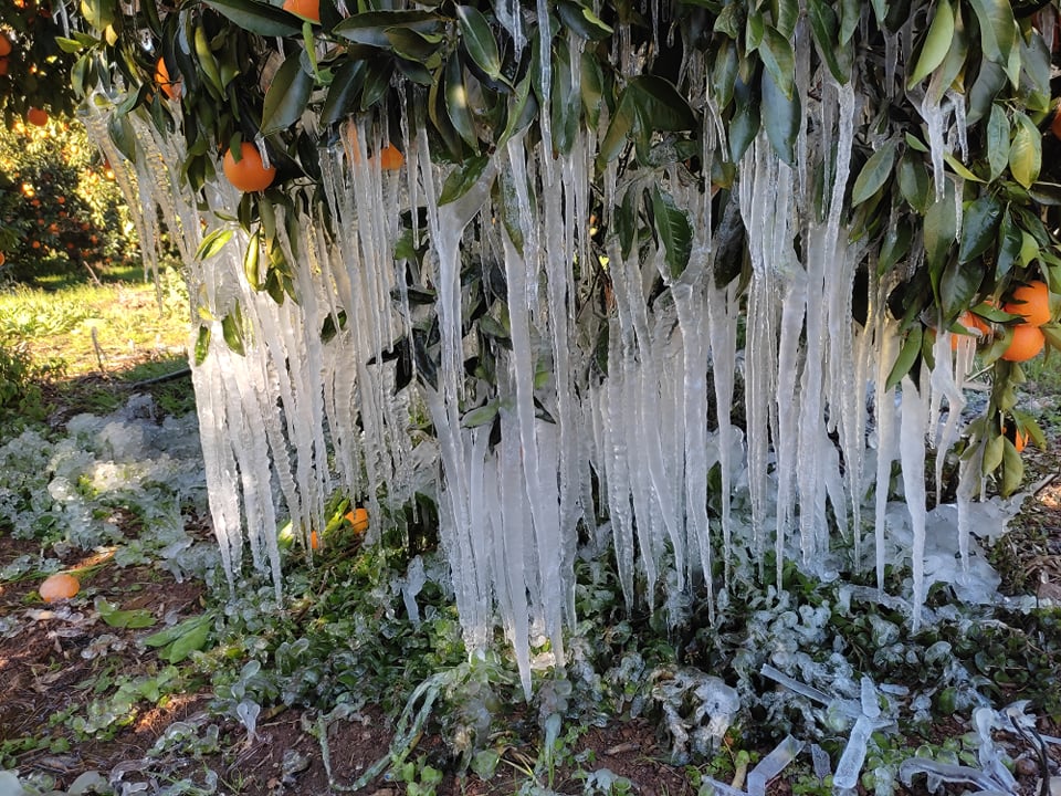 Αργολίδα: Δείτε τους εντυπωσιακούς σταλακτίτες στις πορτοκαλιές από τον παγετό (Φωτογραφίες)