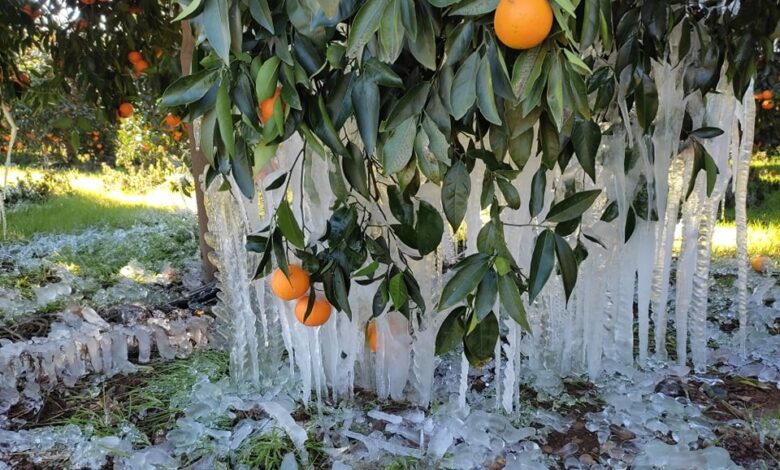 Παγετός πορτοκαλιές Αργολίδα σταλακτίτες (8)