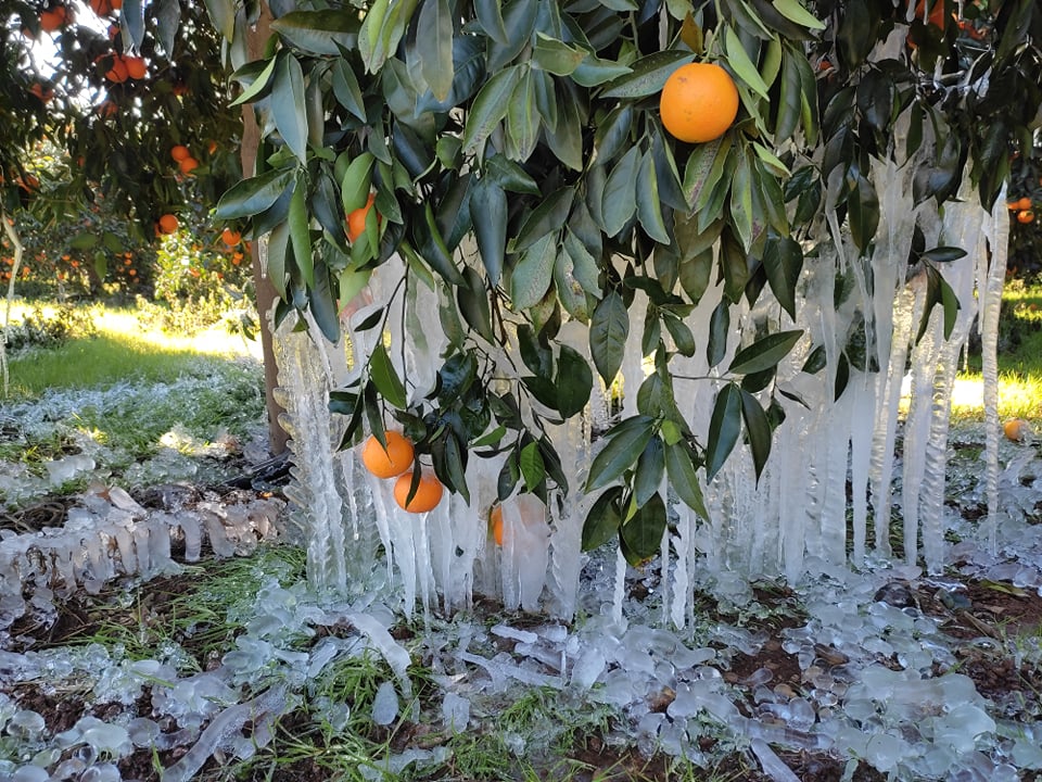 Πόσο θα αποζημιωθούν τα πορτοκάλια για τον παγετό και τι ποσό θα απαιτηθεί για την Αργολίδα