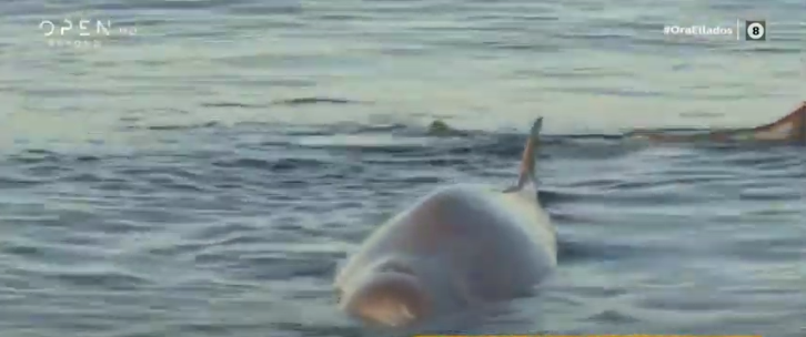 Απίστευτο: Φάλαινα –φυσητήρας  στα ρηχά του Αλίμου