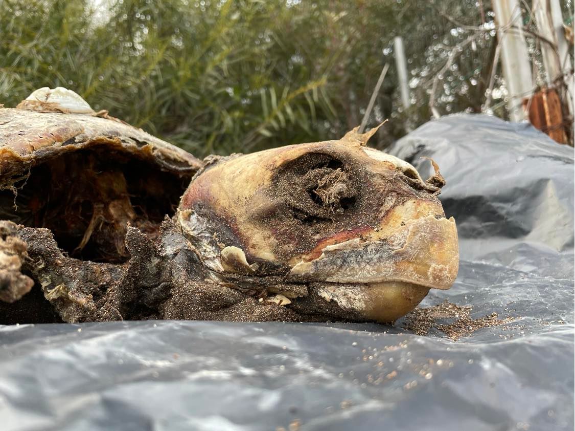 Αποκεφαλισμένη χελώνα Κάντια