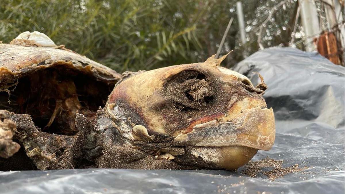Κάντια: Εικόνες – σοκ με νέα νεκρή θαλάσσια χελώνα στην παραλία