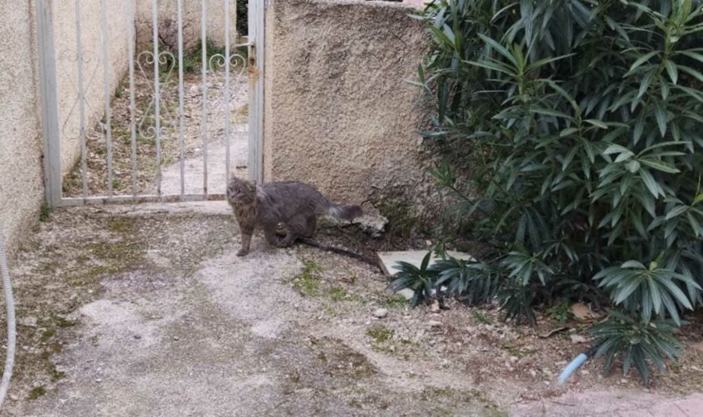 Γάτες στο Ναύπλιο (3)