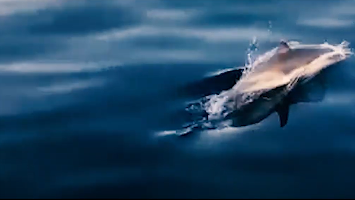 Ναζιάρικα δελφίνια παίζουν στα νερά του Κορινθιακού (Βίντεο)