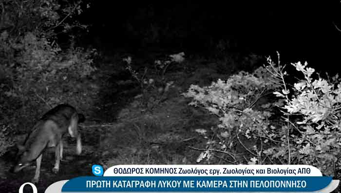 Πρώτη καταγραφή λύκου στην Πελοπόννησο μετά από 100 χρόνια (Βίντεο)