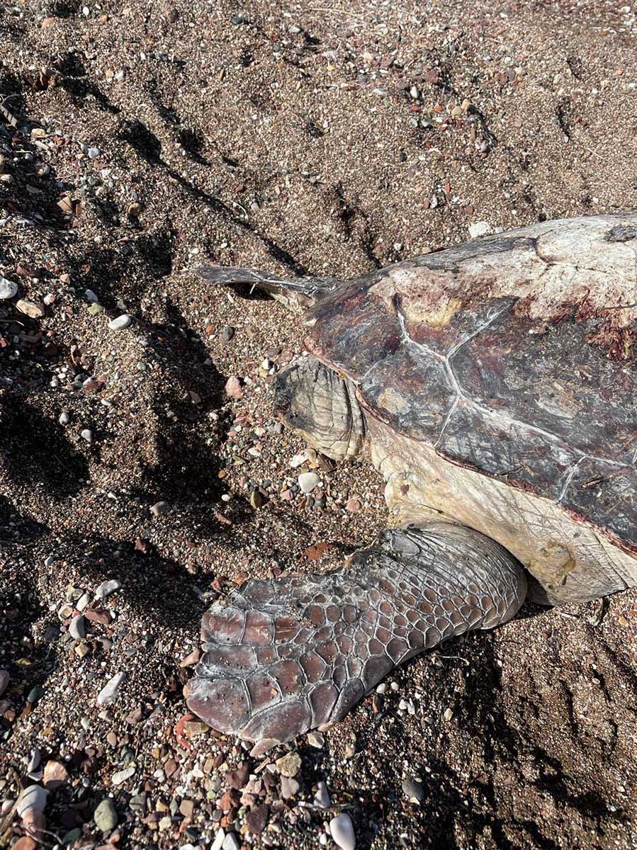 Νεκρή θαλάσσια χελώνα στην Κάντια (1)
