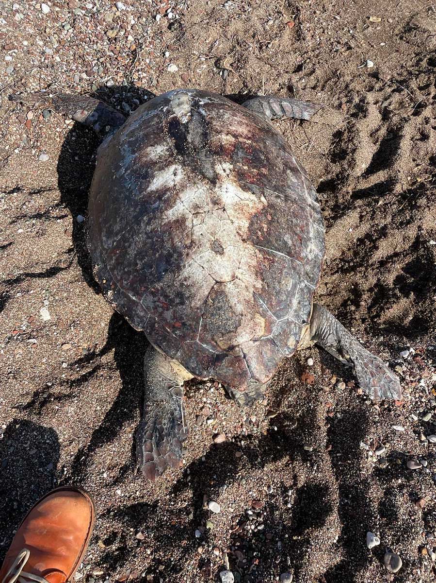 Νεκρή θαλάσσια χελώνα στην Κάντια (2)