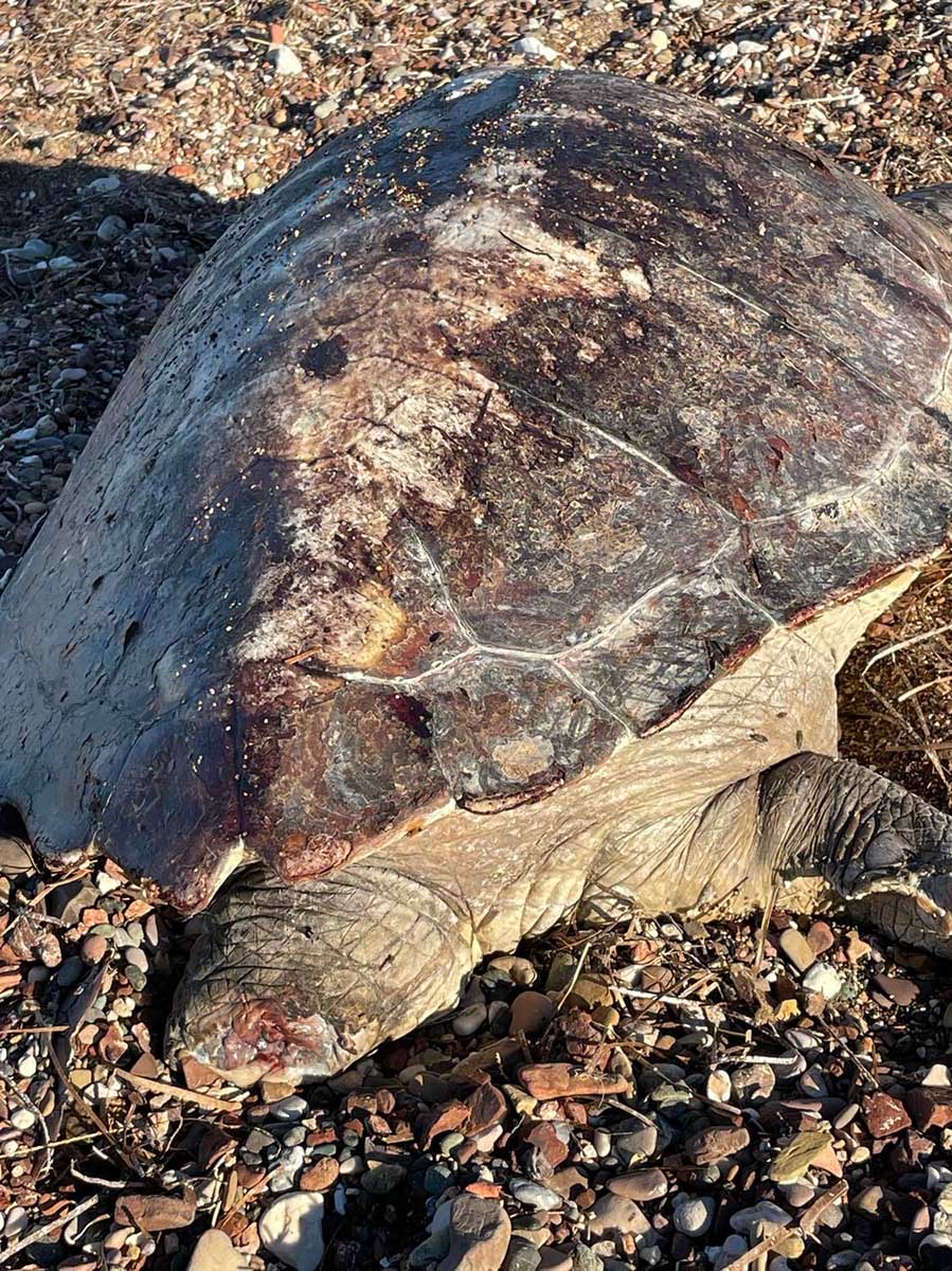 Νεκρή θαλάσσια χελώνα στην Κάντια (6)
