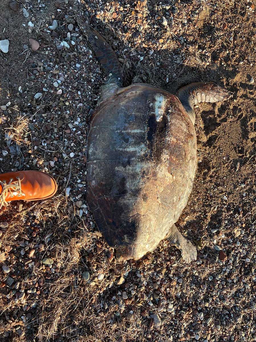 Νεκρή θαλάσσια χελώνα στην Κάντια (7)