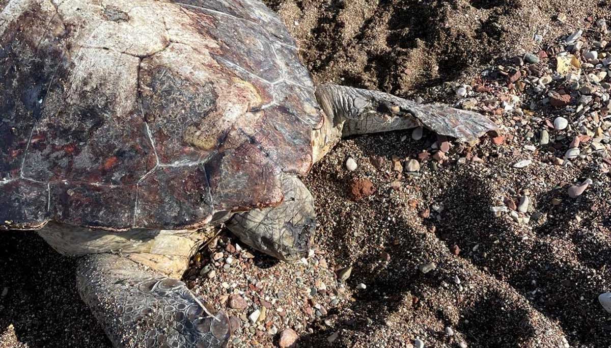 Νεκρή θαλάσσια χελώνα στην Κάντια