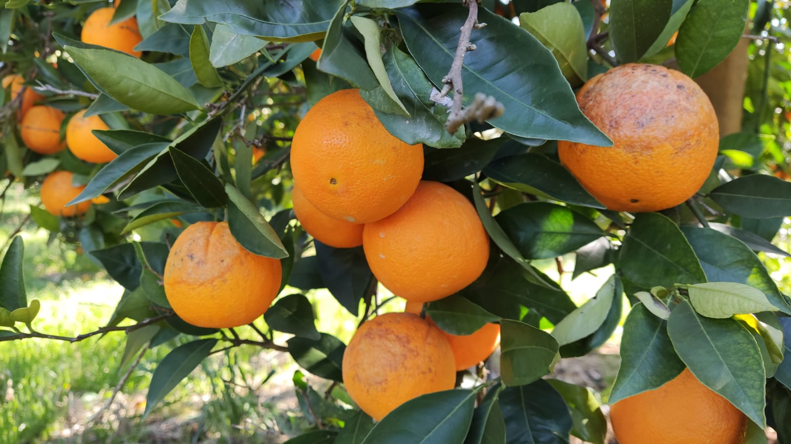Πορτοκάλια ζημιές Αργολίδα (3)