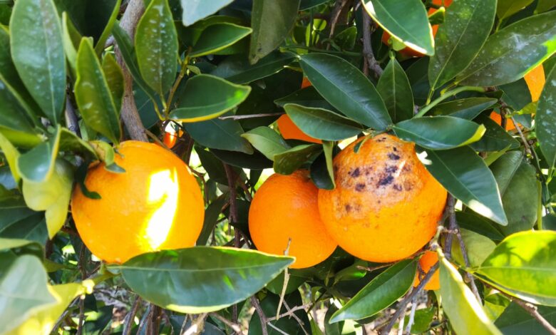 Πορτοκάλια ζημιές Αργολίδα (4)