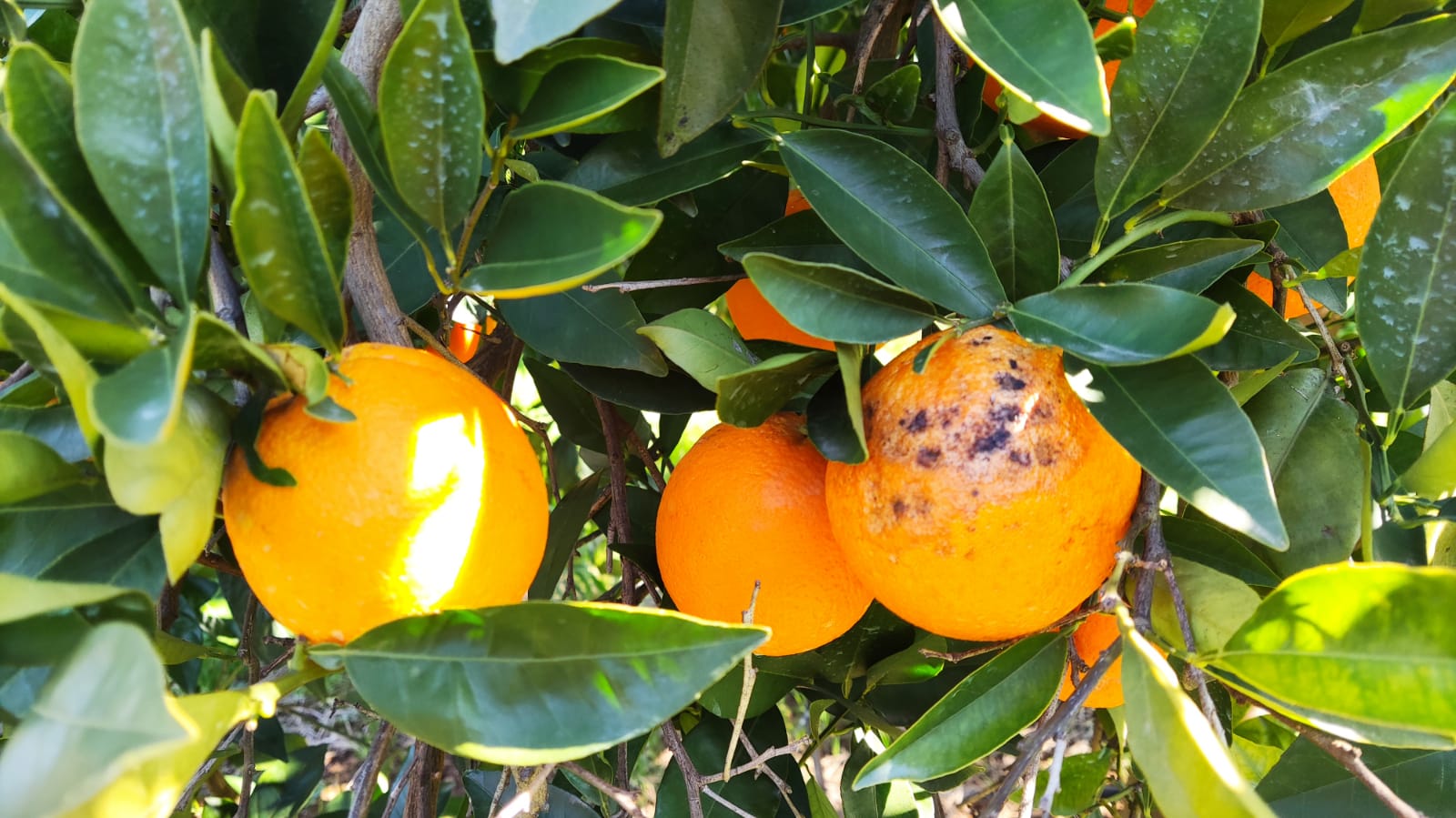 Πορτοκάλια ζημιές Αργολίδα (4)