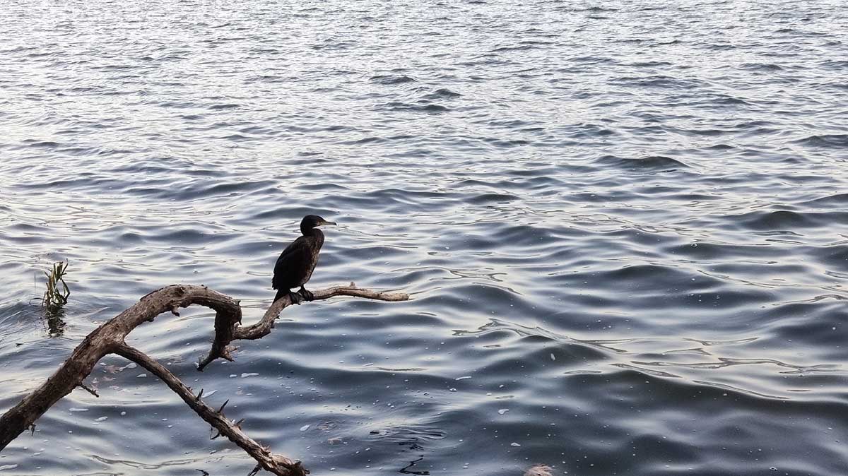 Πουλιά στη λίμνη Καστοριάς (1)
