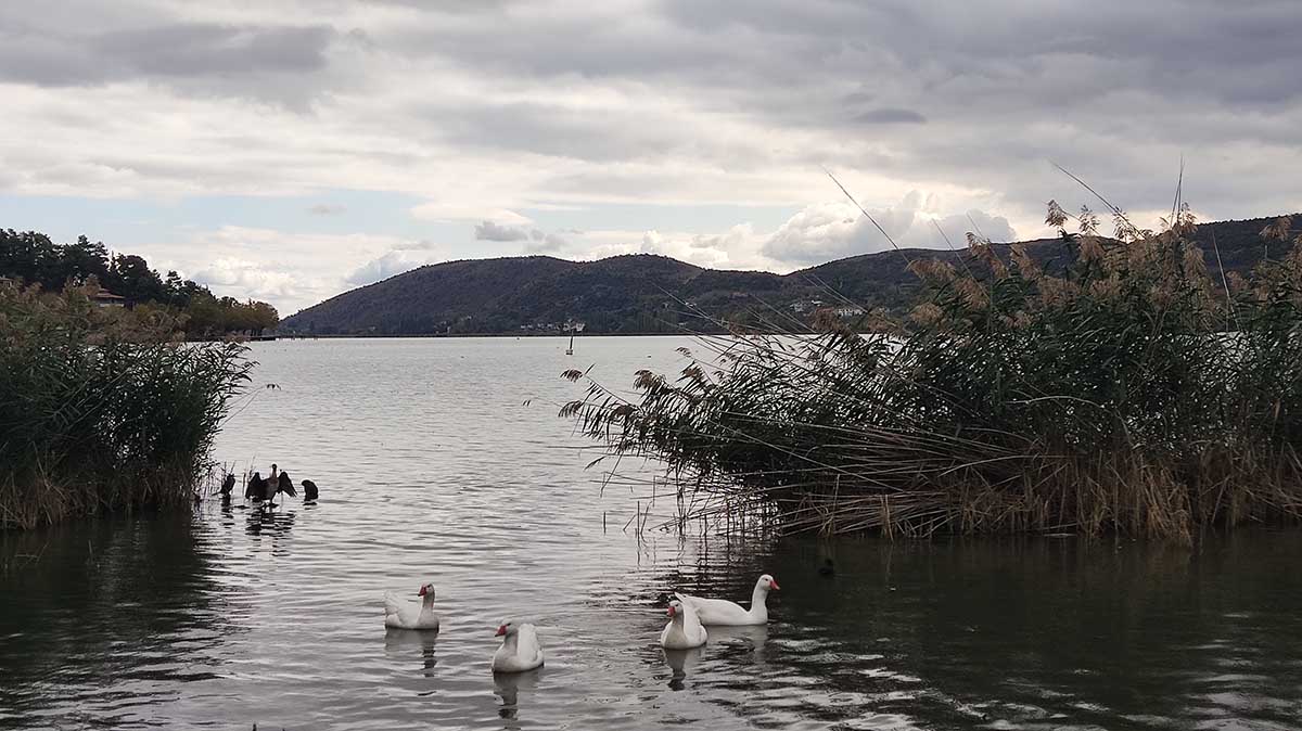 Πουλιά στη λίμνη Καστοριάς (16)