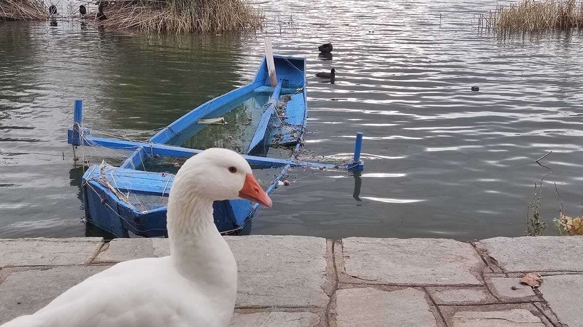 Πουλιά στη λίμνη Καστοριάς (18)