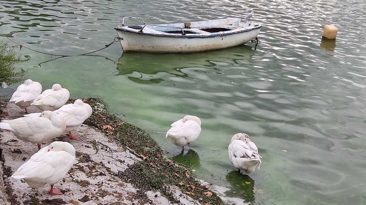 Πουλιά στη λίμνη Καστοριάς (20)