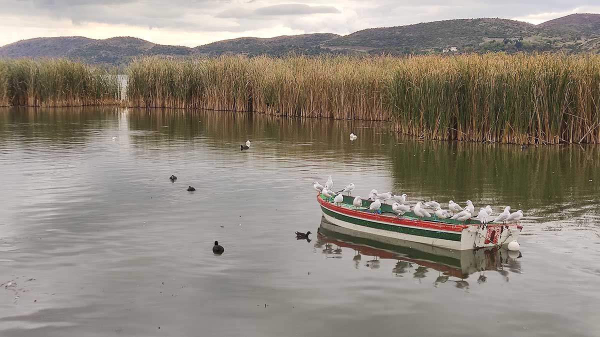 Πουλιά στη λίμνη Καστοριάς (22)