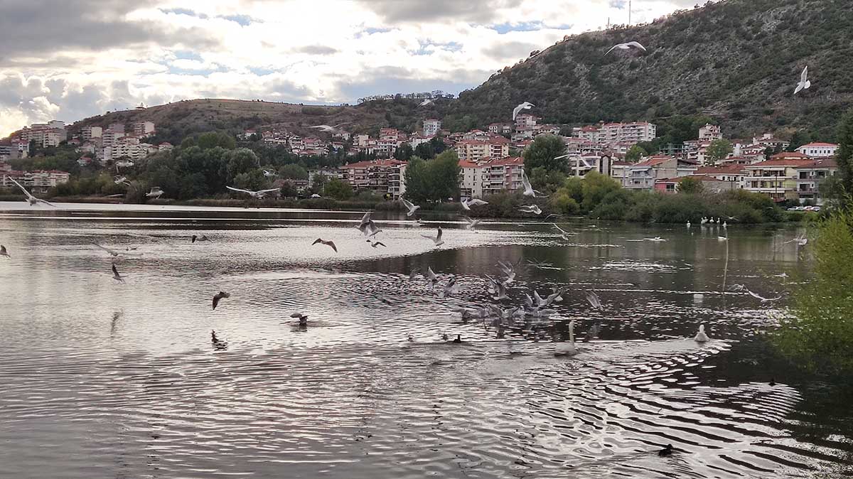 Πουλιά στη λίμνη Καστοριάς (24)