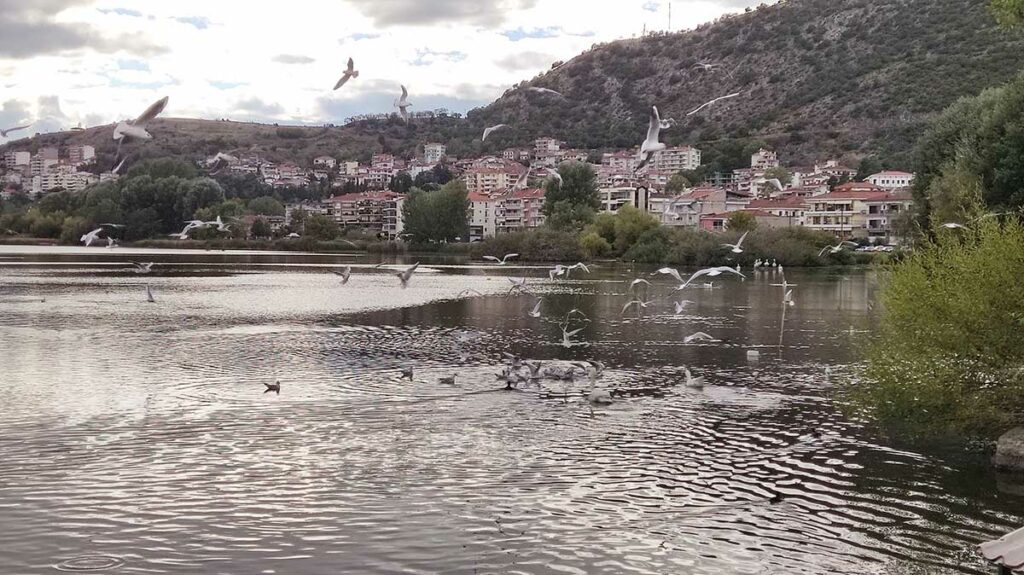 Πουλιά στη λίμνη Καστοριάς (25)