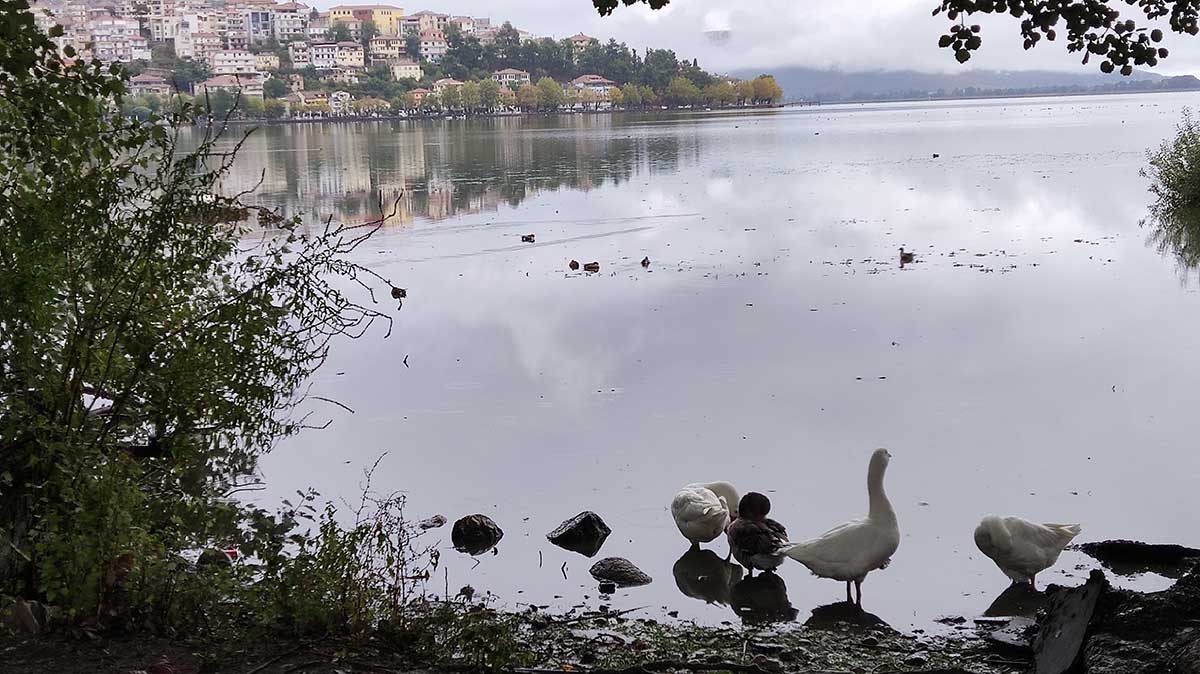 Πουλιά στη λίμνη Καστοριάς (4)