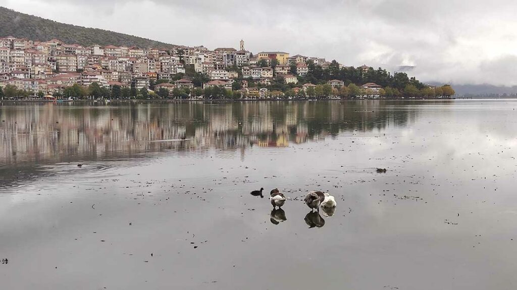 Πουλιά στη λίμνη Καστοριάς (6)