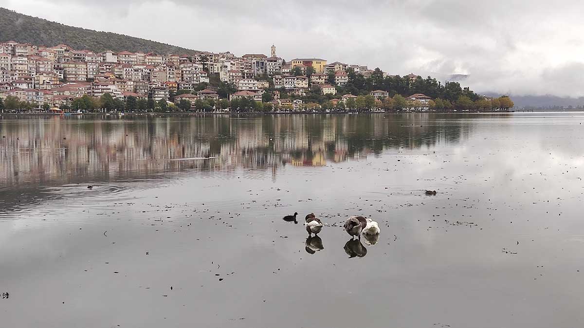 Πουλιά στη λίμνη Καστοριάς (6)
