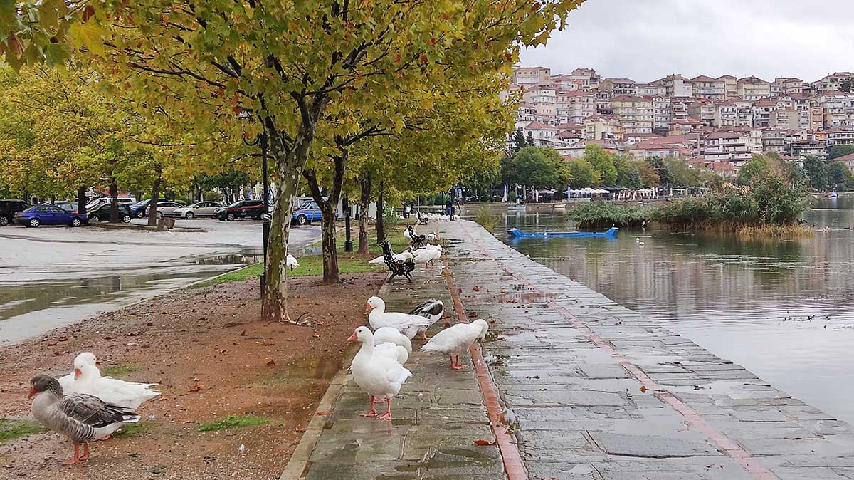 Πουλιά στη λίμνη Καστοριάς (9)
