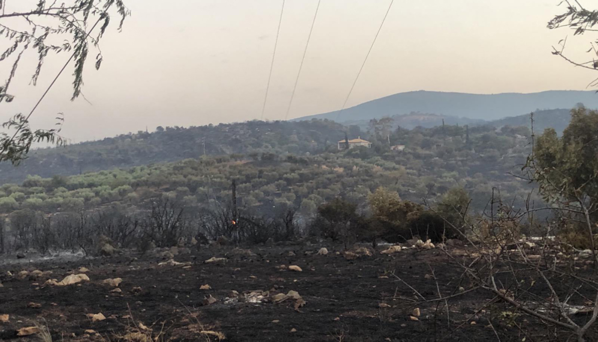 Πελοπόννησος: Πάνω από 10.000 στρέμματα οι καμένες εκτάσεις τον Ιούλιο
