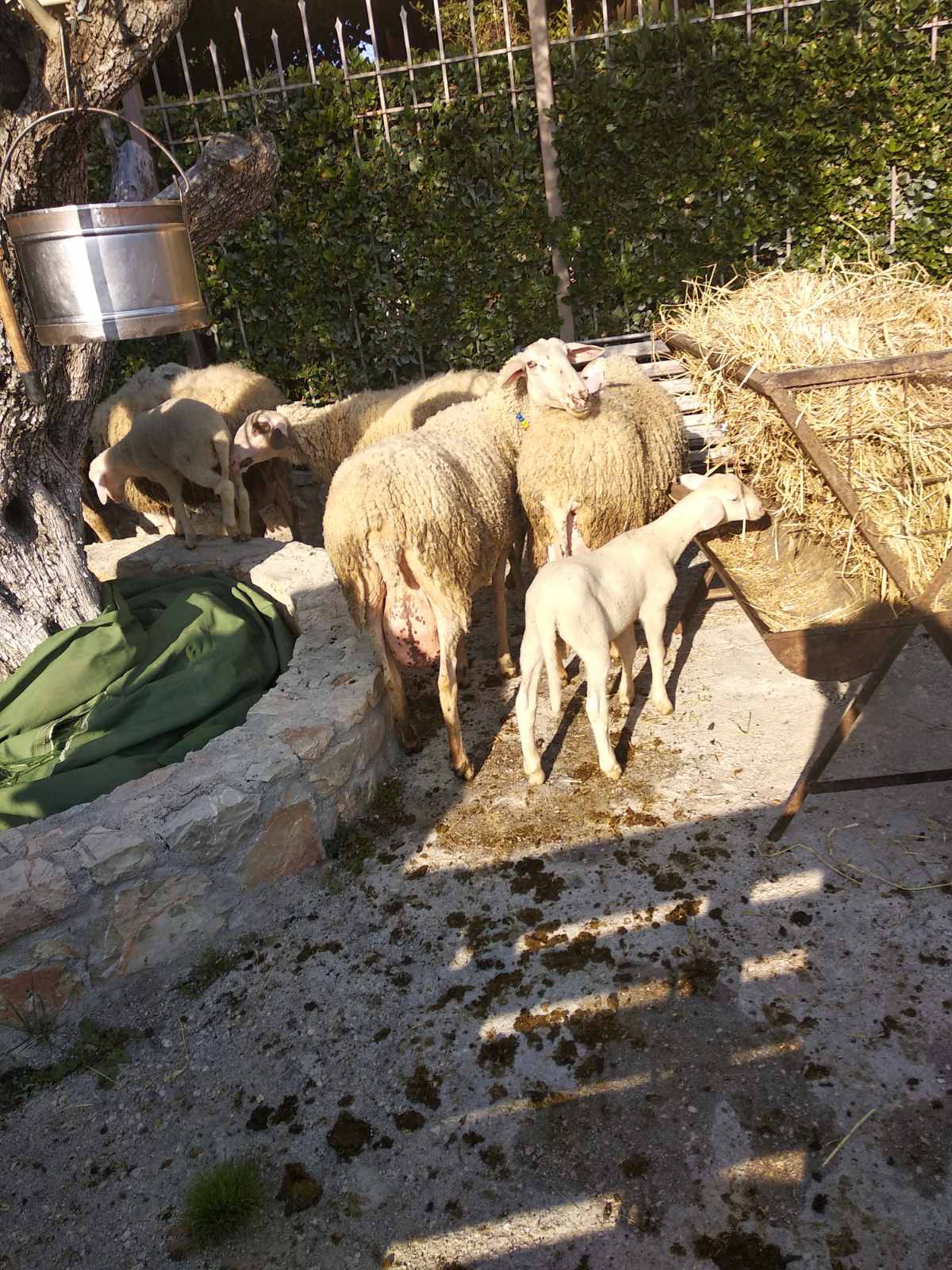 Λαογραφικό Κεφαλαρίου τυροκόμηση (3)