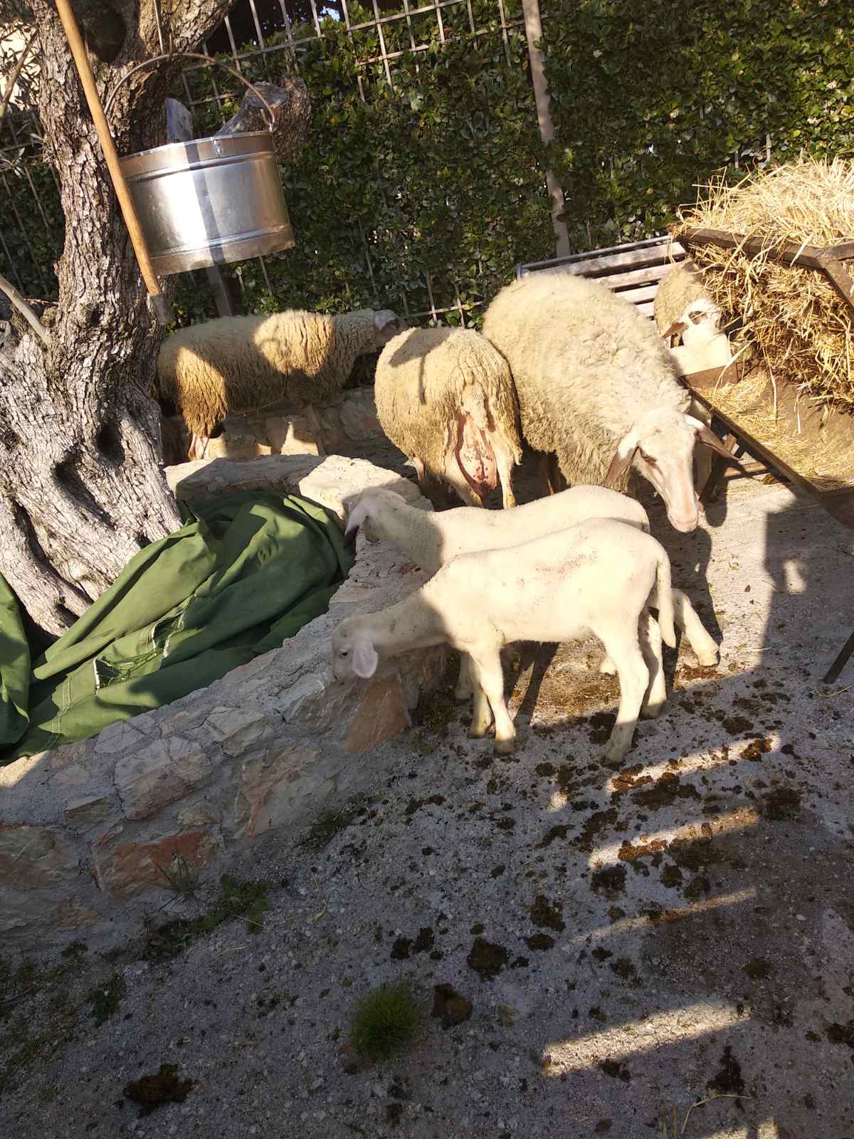 Λαογραφικό Κεφαλαρίου τυροκόμηση (4)