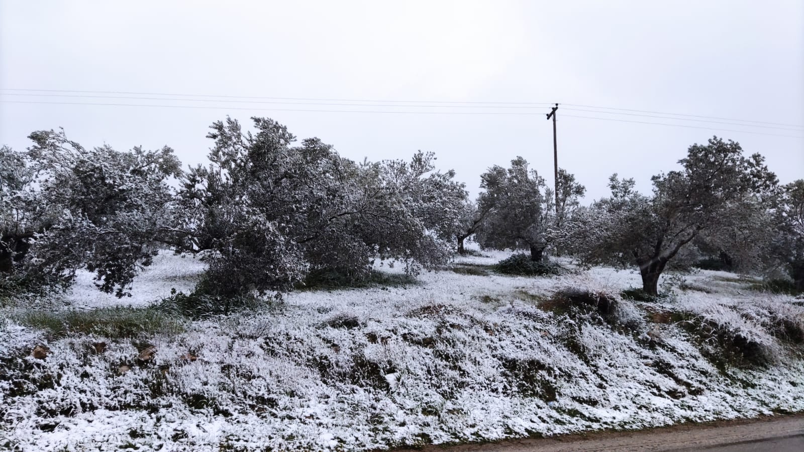 Λυγουριό χιόνια (14)