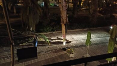 Πτώση ευκάλυπτου στο Ναύπλιο (2)