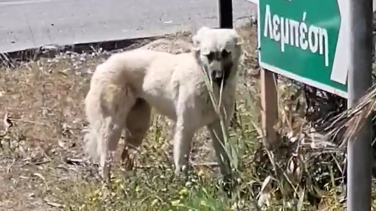 Αδέσποτο Ναύπλιο