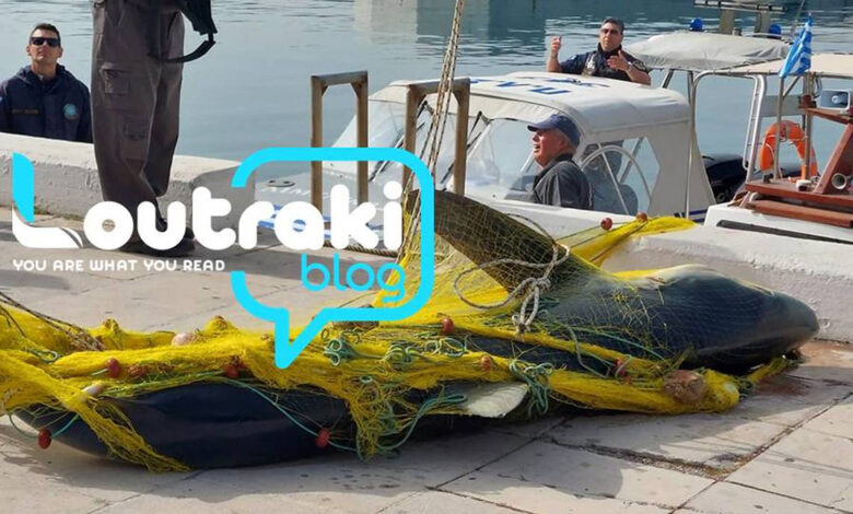 Καρχαρίας Λουτράκι (2)