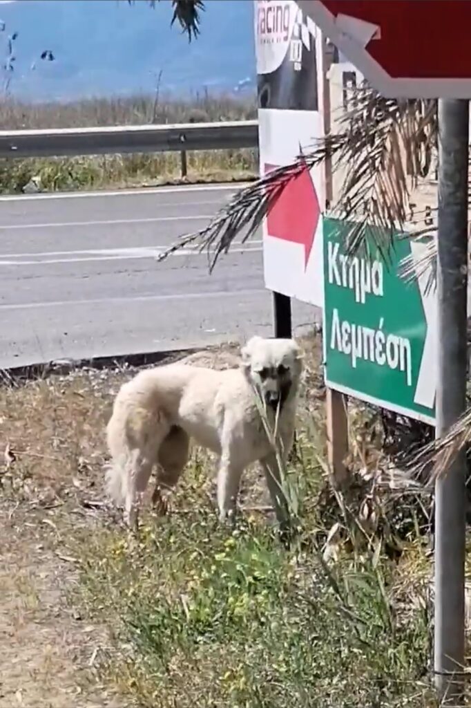 Σκυλίτσα Ναύπλιο