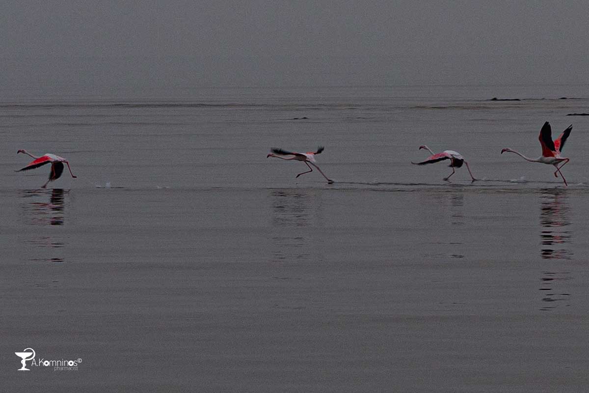 Υδρότοπος Φοινικόπτερο phoenicopterus roseus (1)