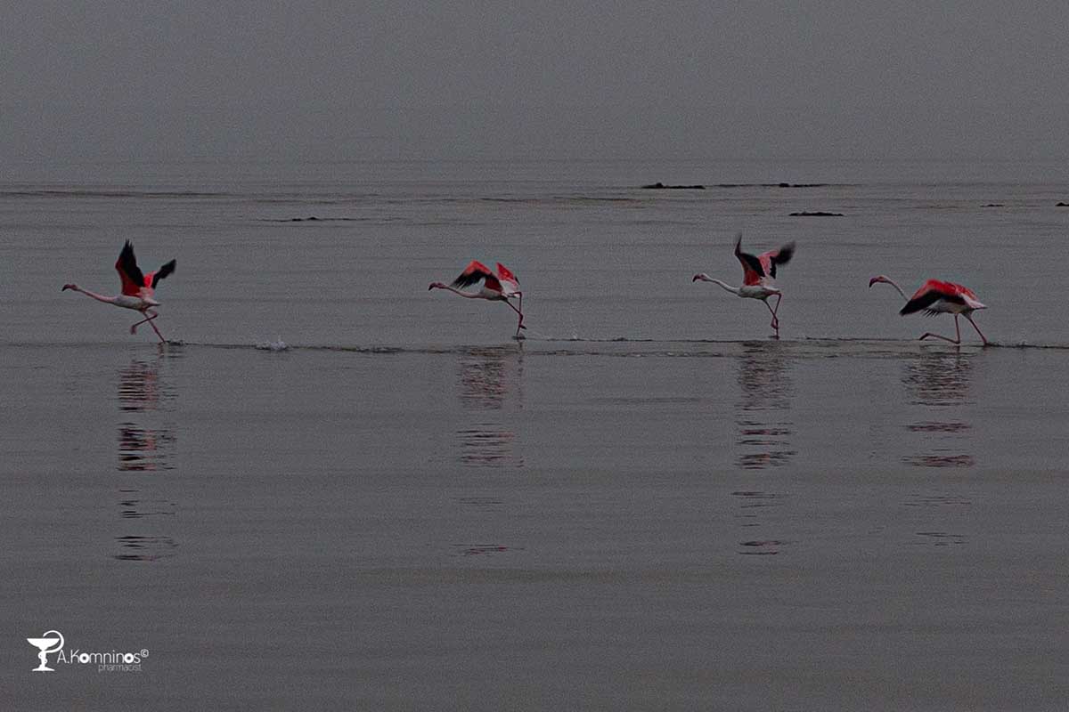 Υδρότοπος Φοινικόπτερο phoenicopterus roseus (2)