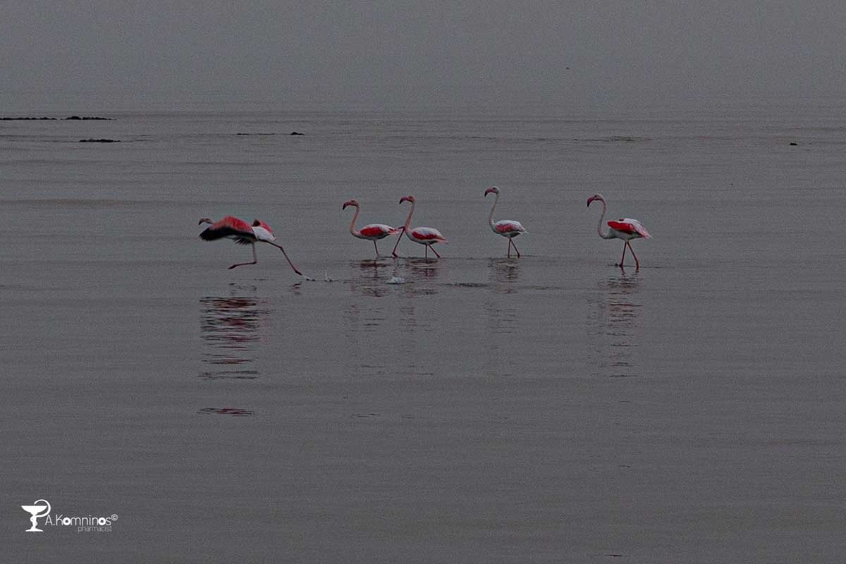 Υδρότοπος Φοινικόπτερο phoenicopterus roseus (3)